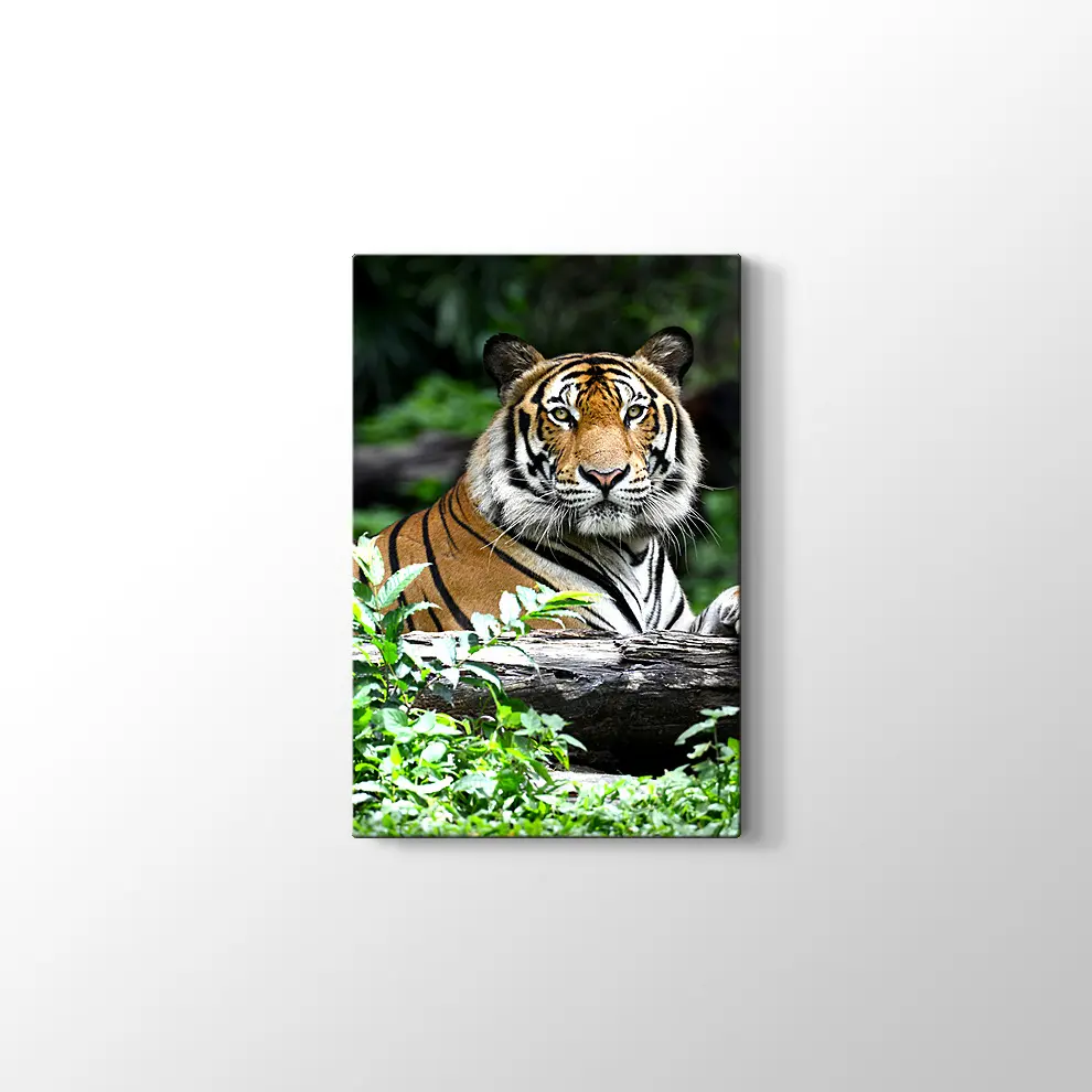 Asil Kaplan Kanvas Tablo