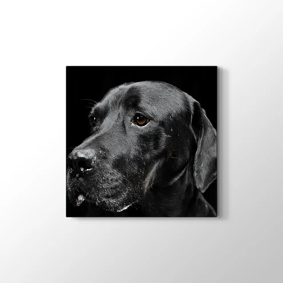 Siyah Köpek Kanvas Tablo