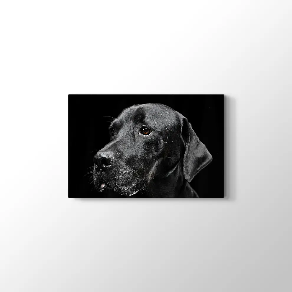 Siyah Köpek Kanvas Tablo