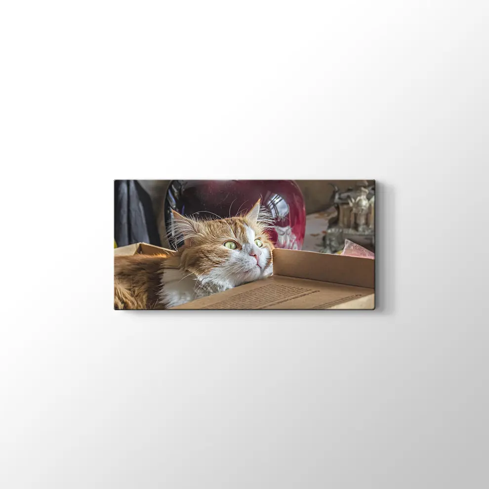 Şaşkın Kedi Kanvas Tablo