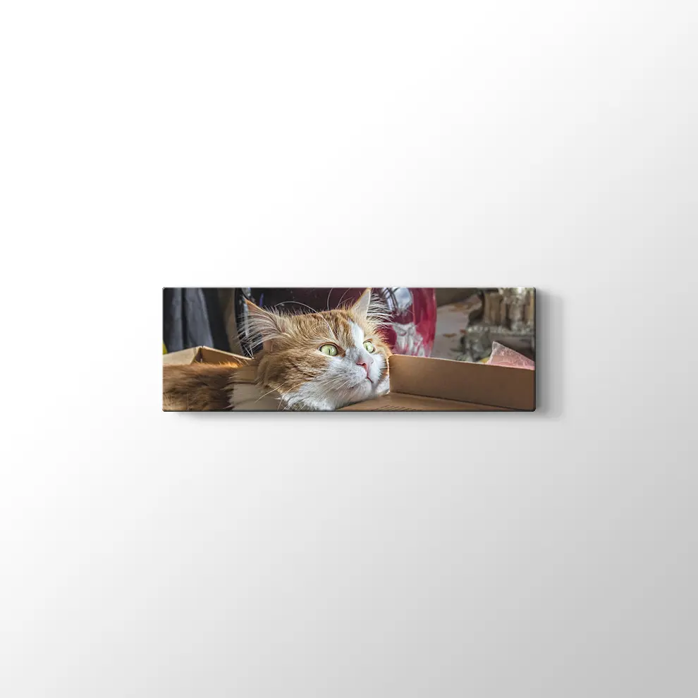 Şaşkın Kedi Kanvas Tablo