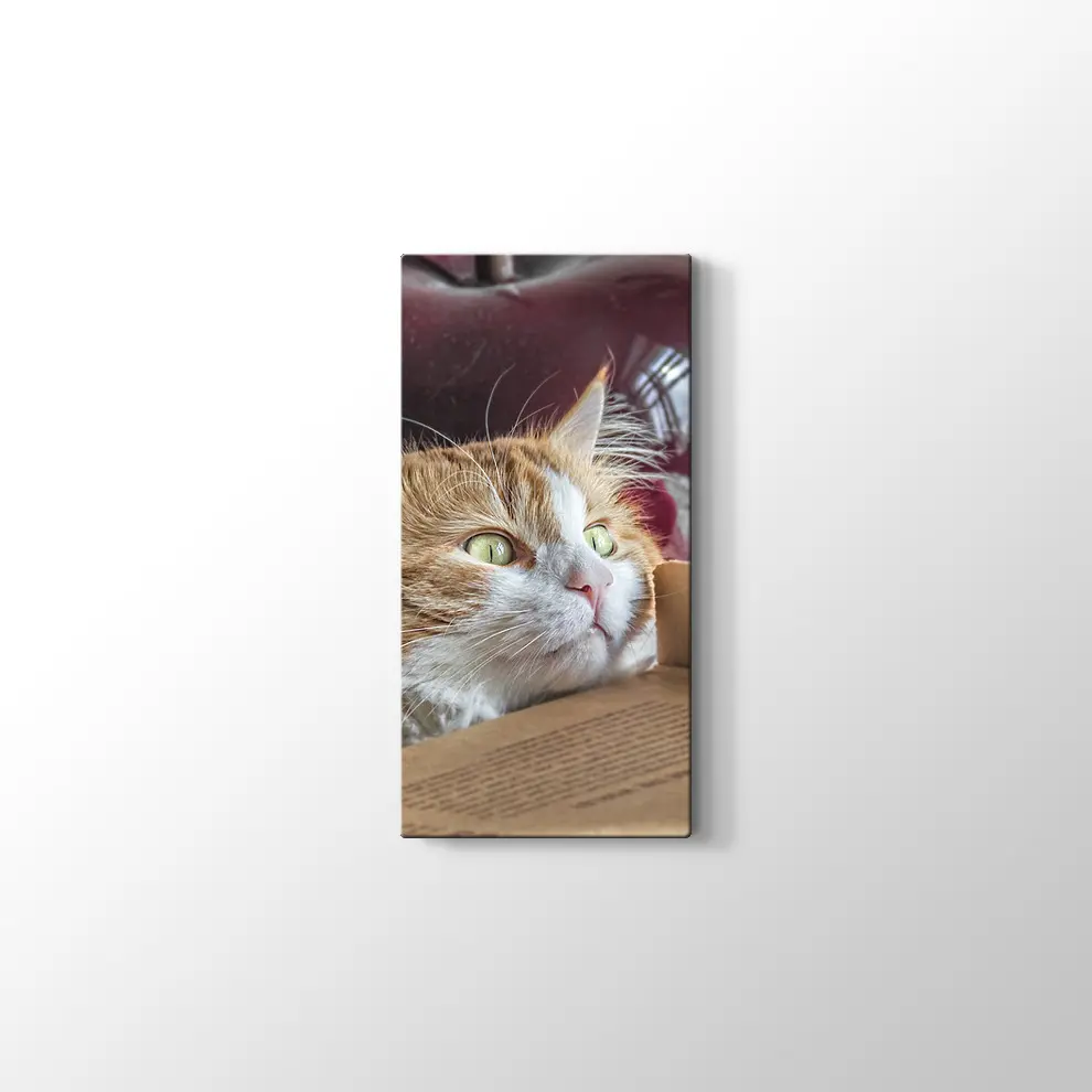 Şaşkın Kedi Kanvas Tablo