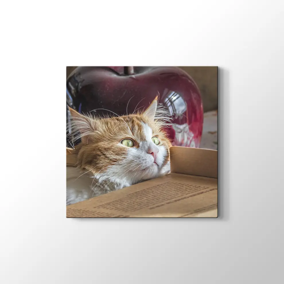 Şaşkın Kedi Kanvas Tablo