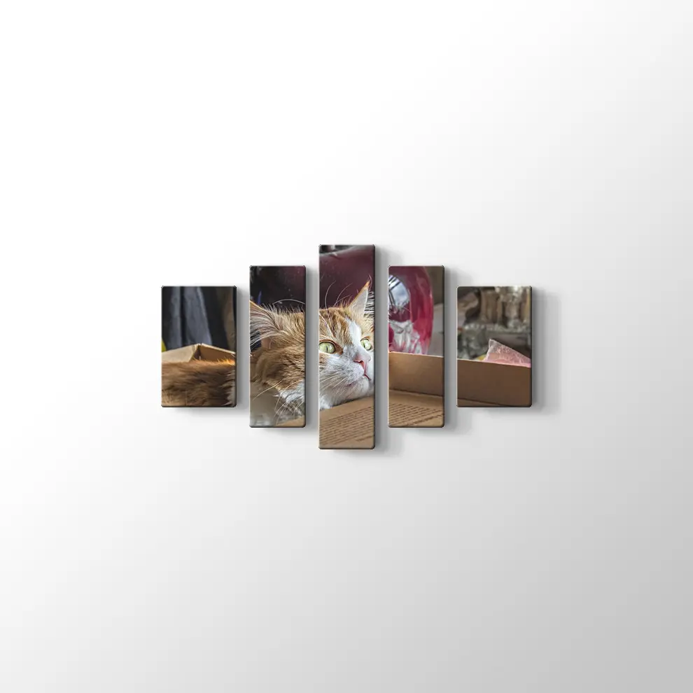 Şaşkın Kedi Kanvas Tablo