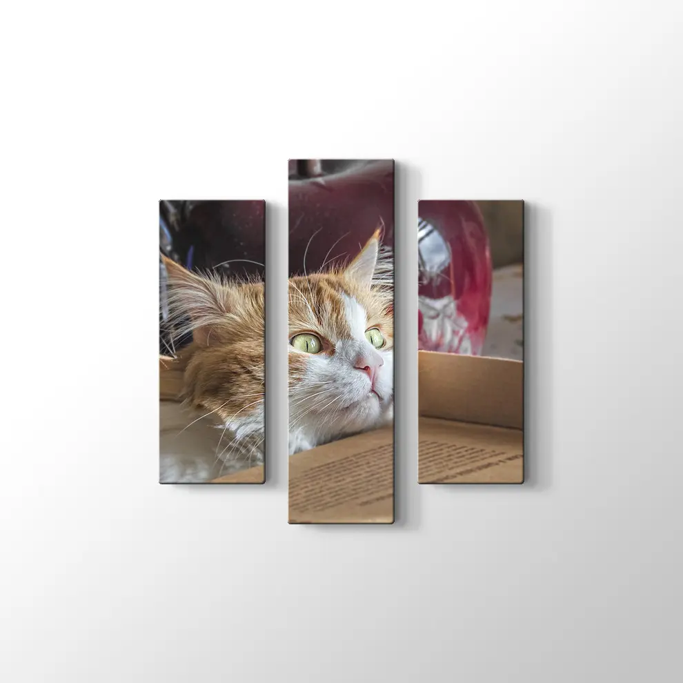 Şaşkın Kedi Kanvas Tablo