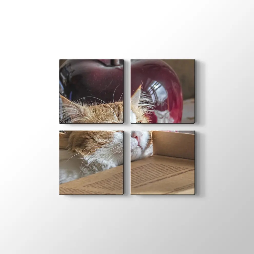 Şaşkın Kedi Kanvas Tablo