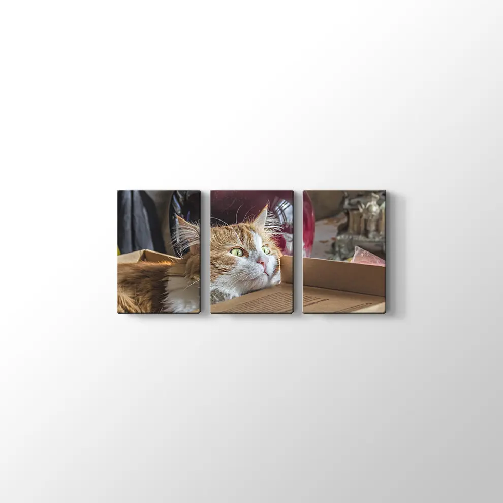 Şaşkın Kedi Kanvas Tablo