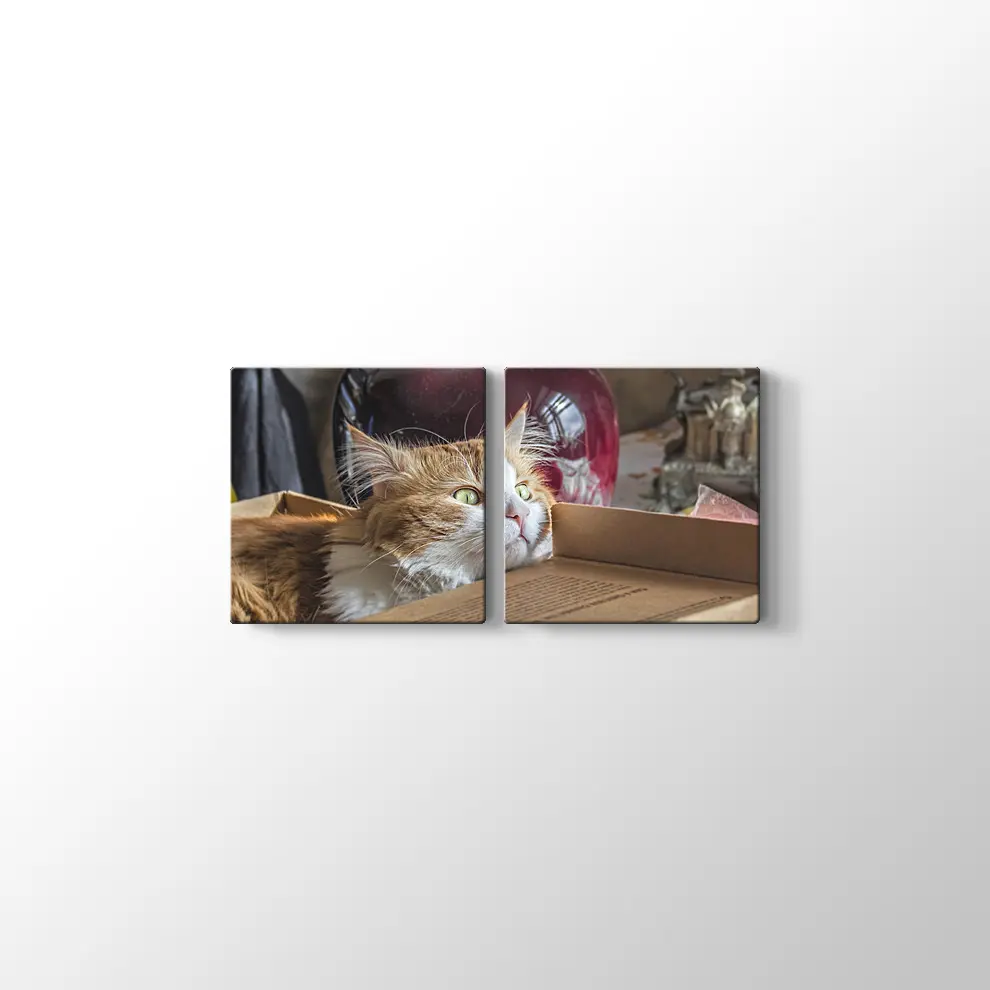 Şaşkın Kedi Kanvas Tablo