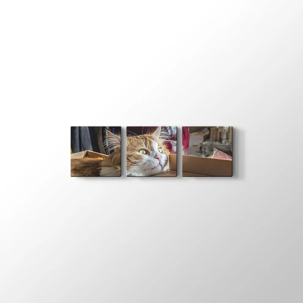 Şaşkın Kedi Kanvas Tablo