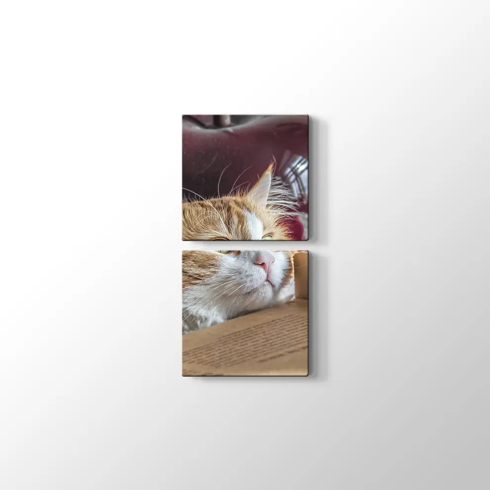 Şaşkın Kedi Kanvas Tablo