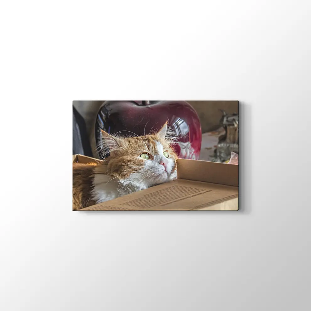 Şaşkın Kedi Kanvas Tablo