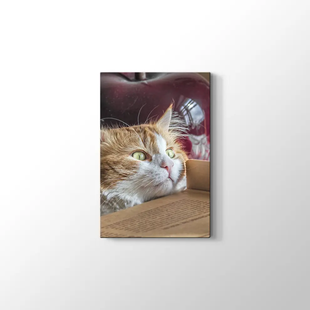 Şaşkın Kedi Kanvas Tablo