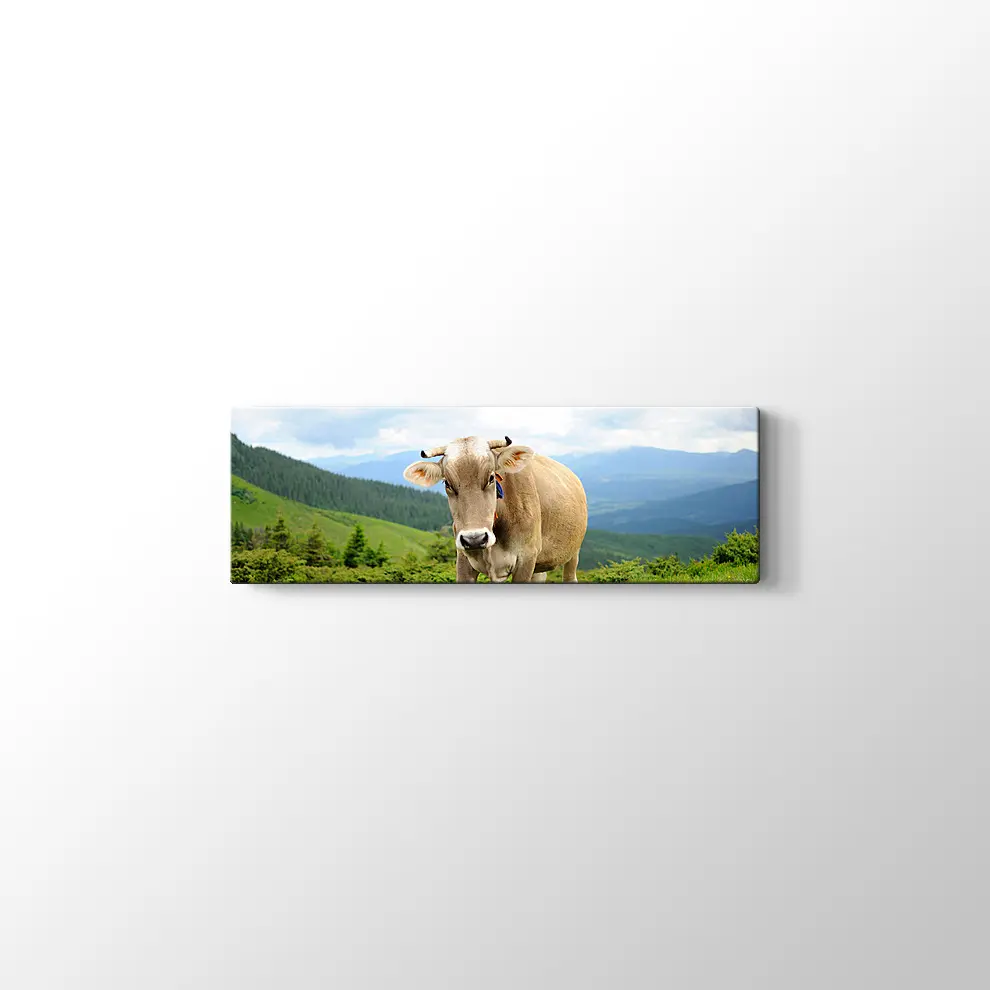 Çayırda İnek Fotoğrafı