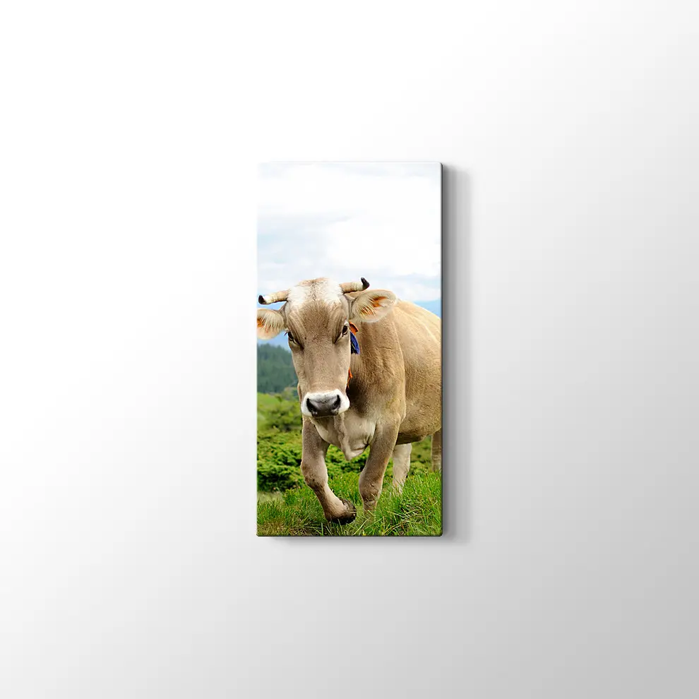 Çayırda İnek Fotoğrafı