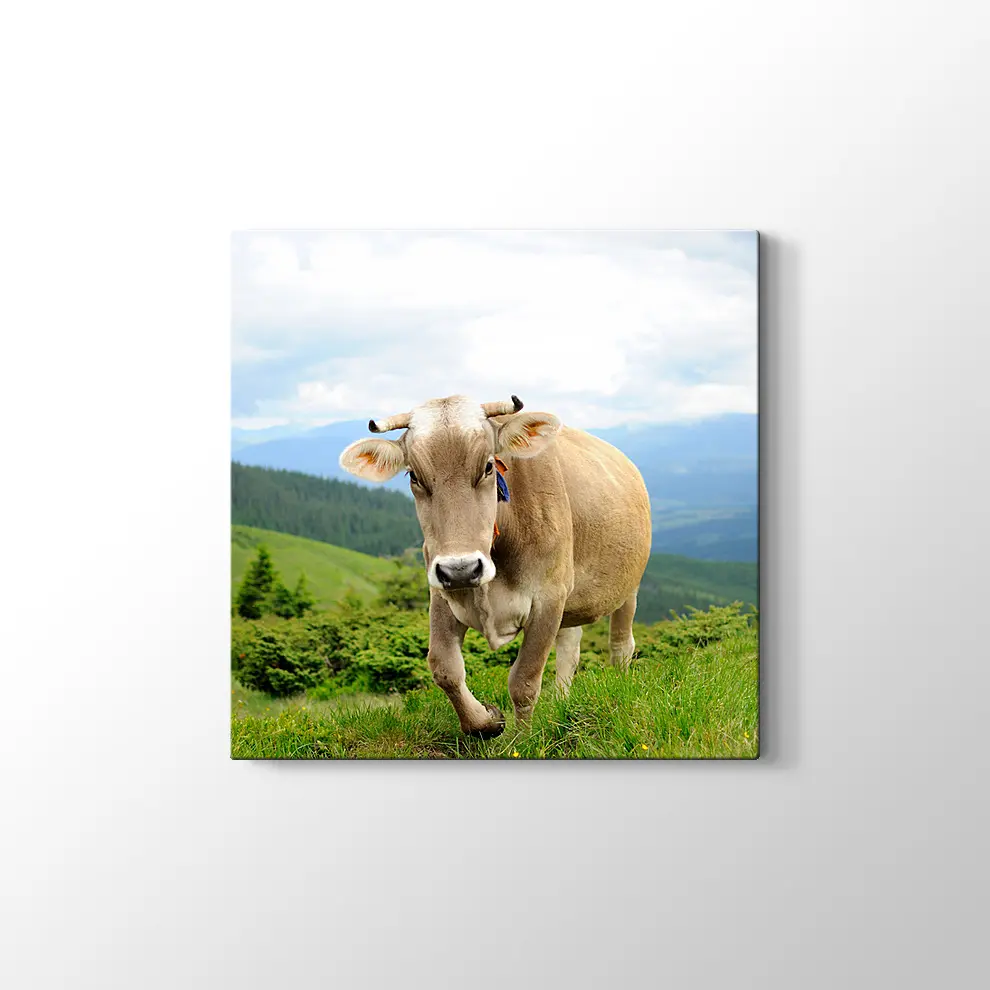 Çayırda İnek Fotoğrafı