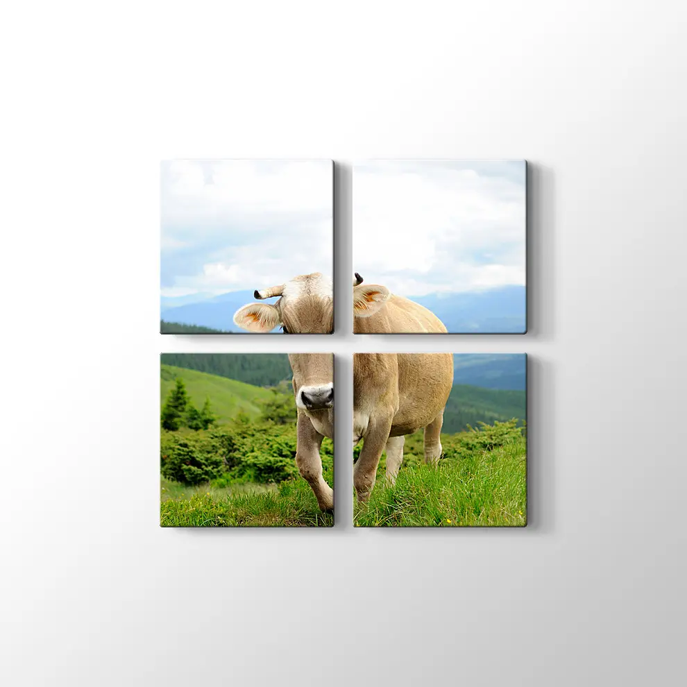 Çayırda İnek Fotoğrafı