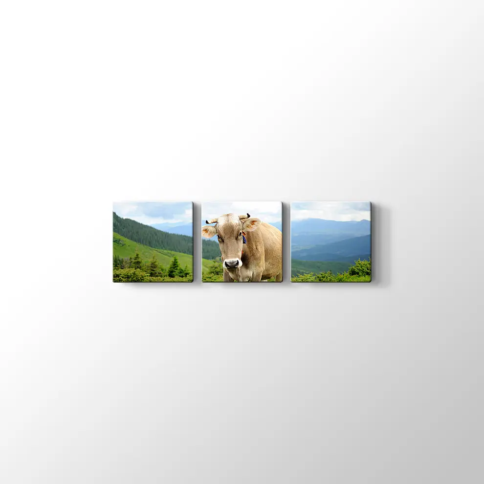 Çayırda İnek Fotoğrafı