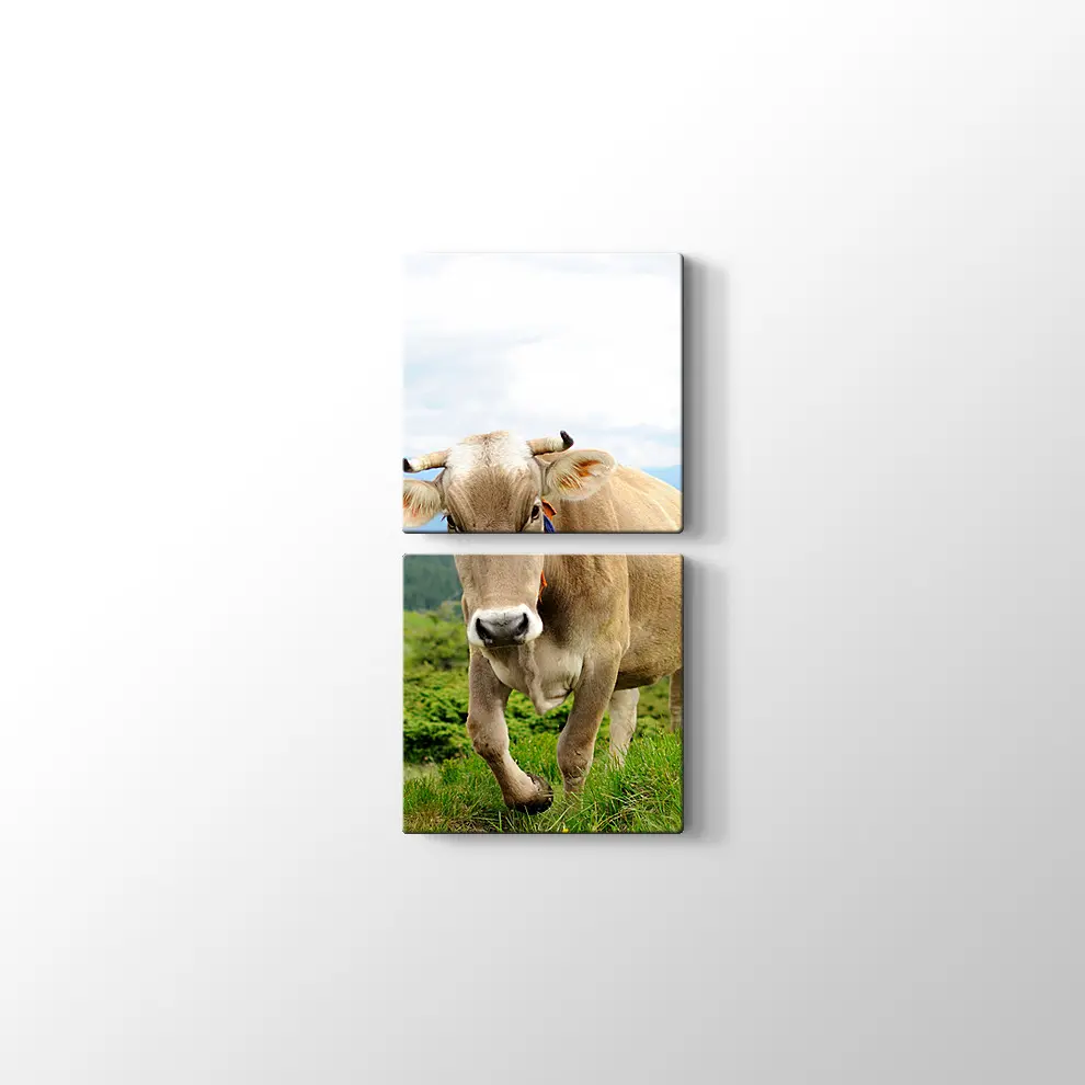 Çayırda İnek Fotoğrafı