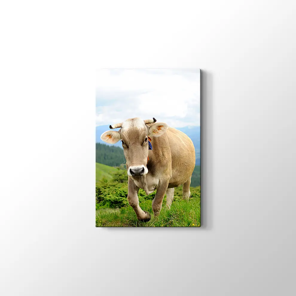 Çayırda İnek Fotoğrafı