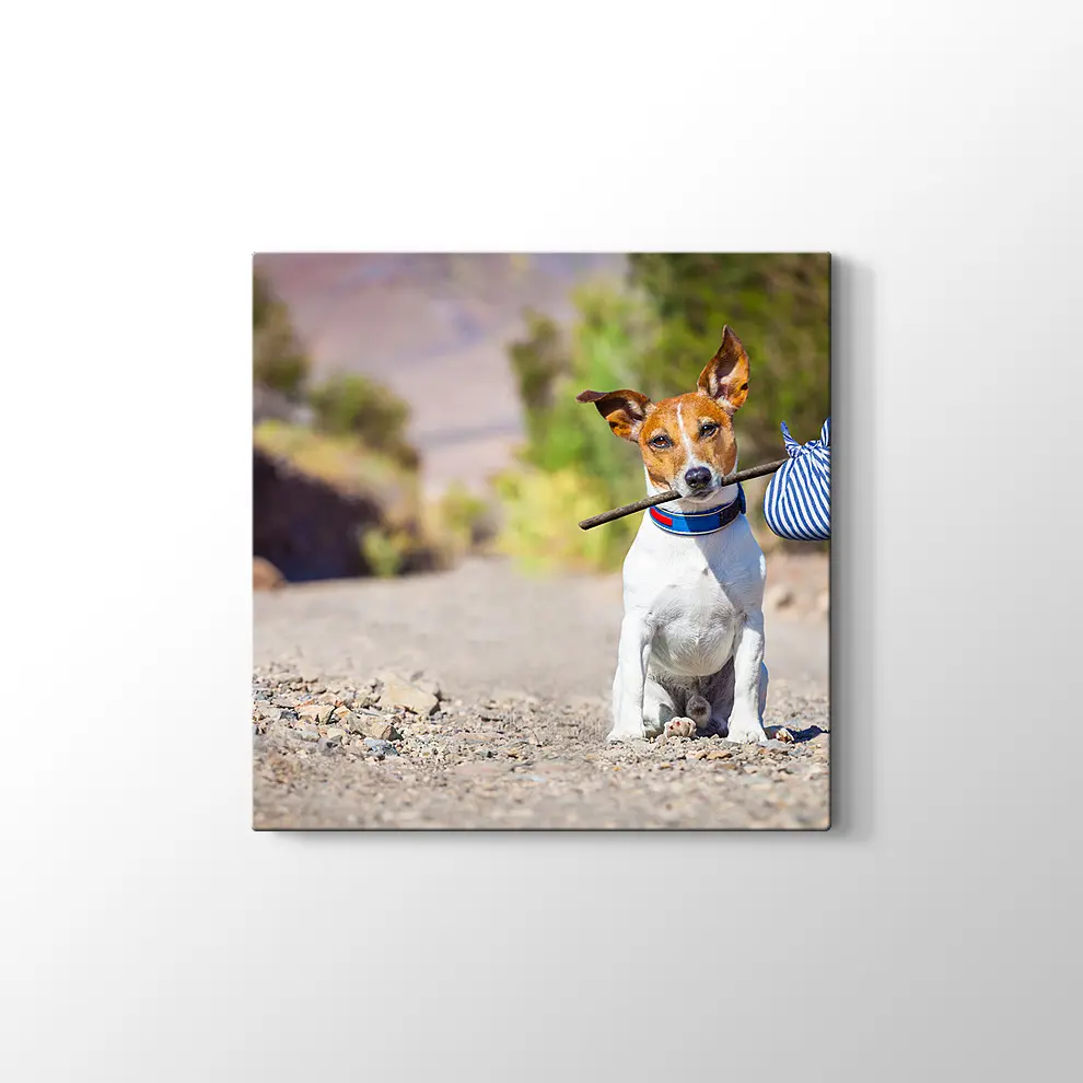 Terk Edilmiş Köpek Kanvas Tablo