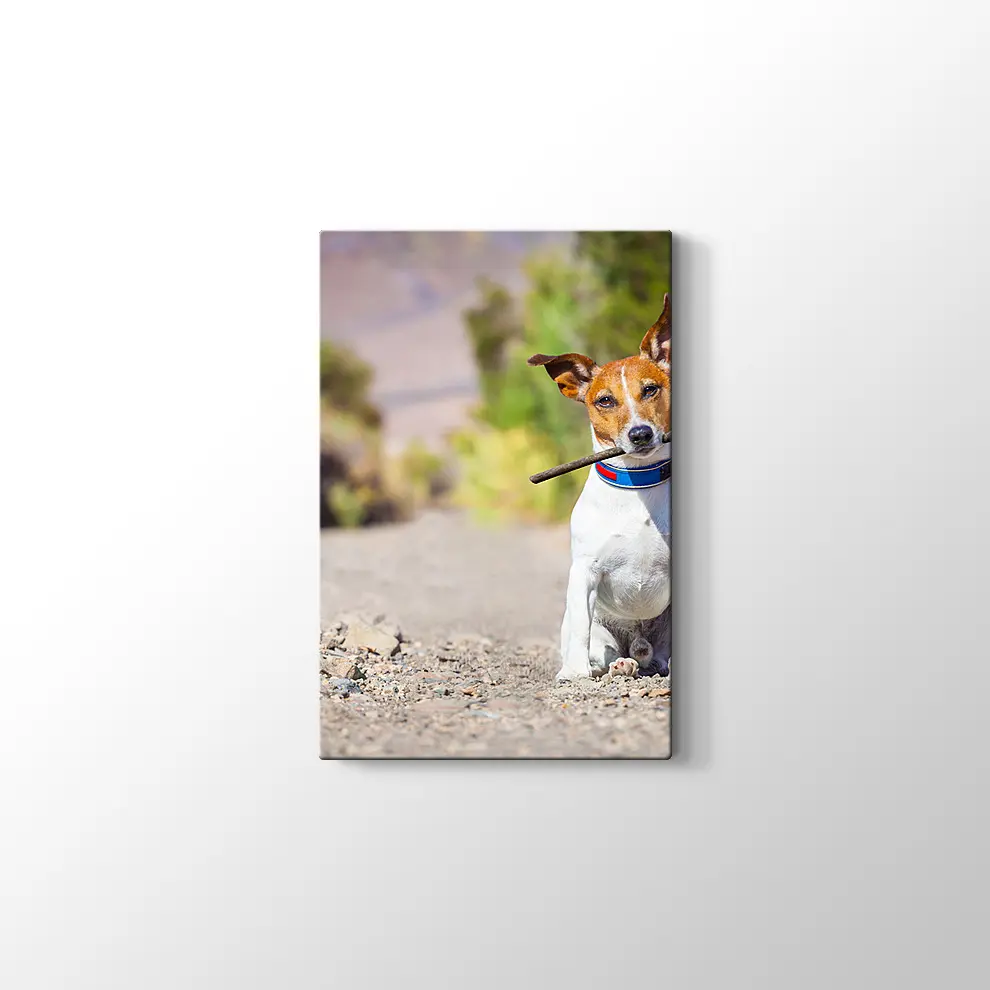 Terk Edilmiş Köpek Kanvas Tablo