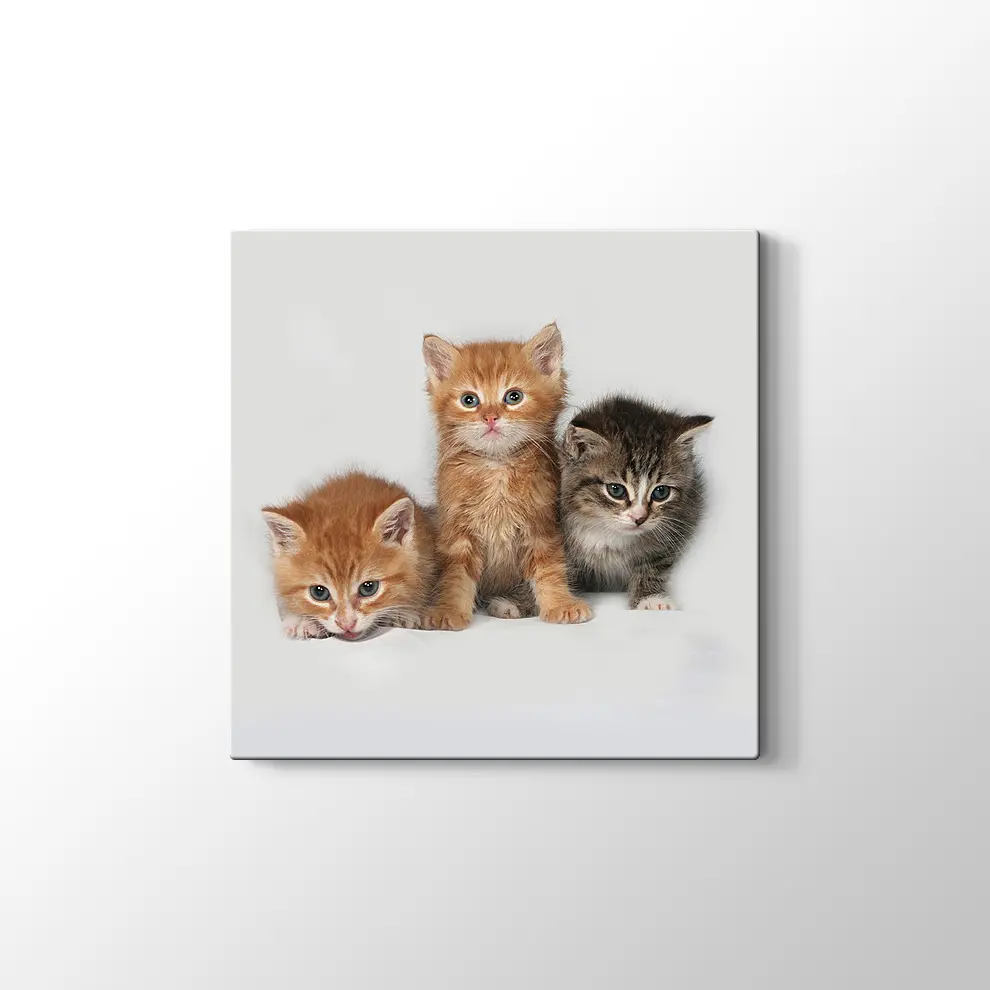 Kedi Yavruları Kanvas Tablo