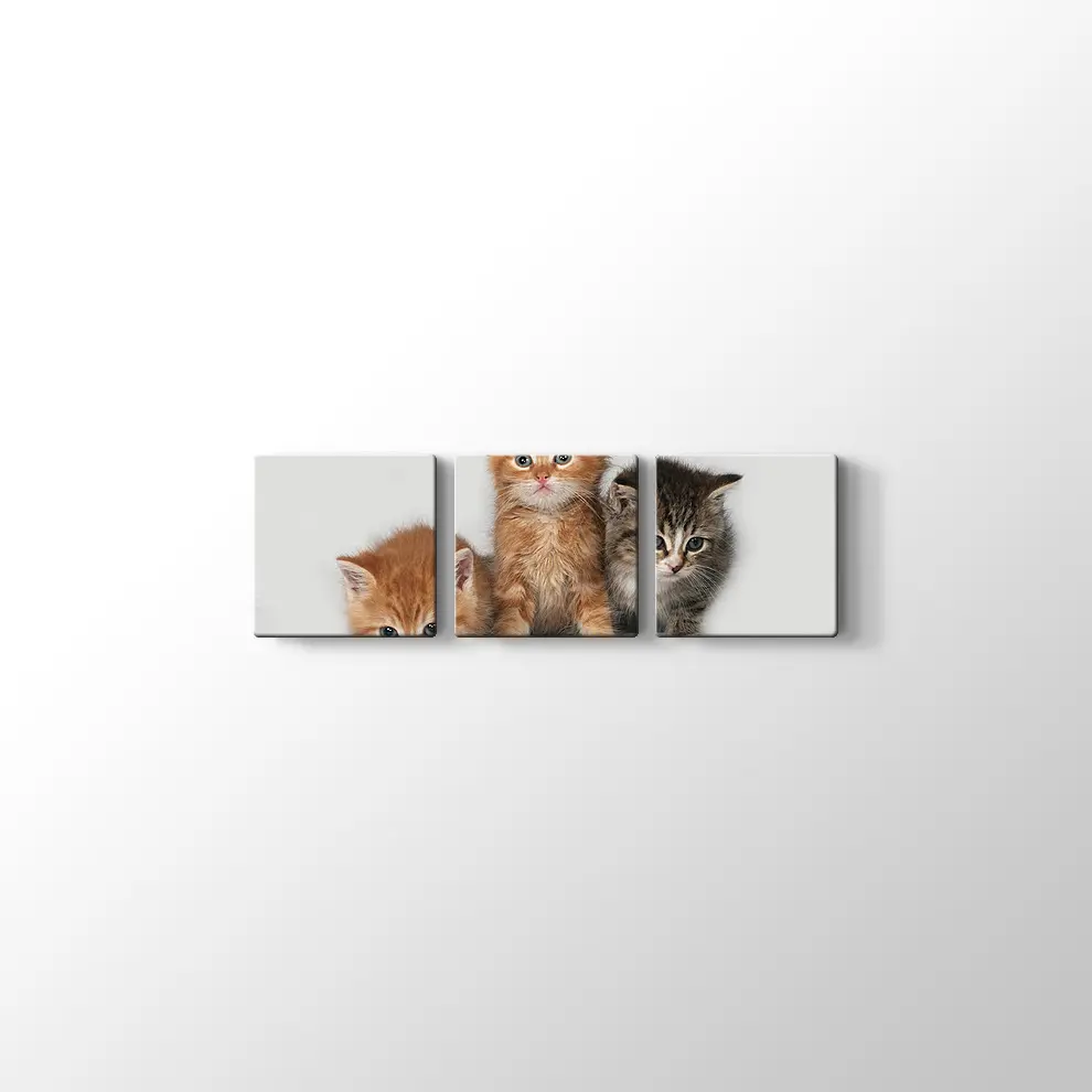 Kedi Yavruları Kanvas Tablo