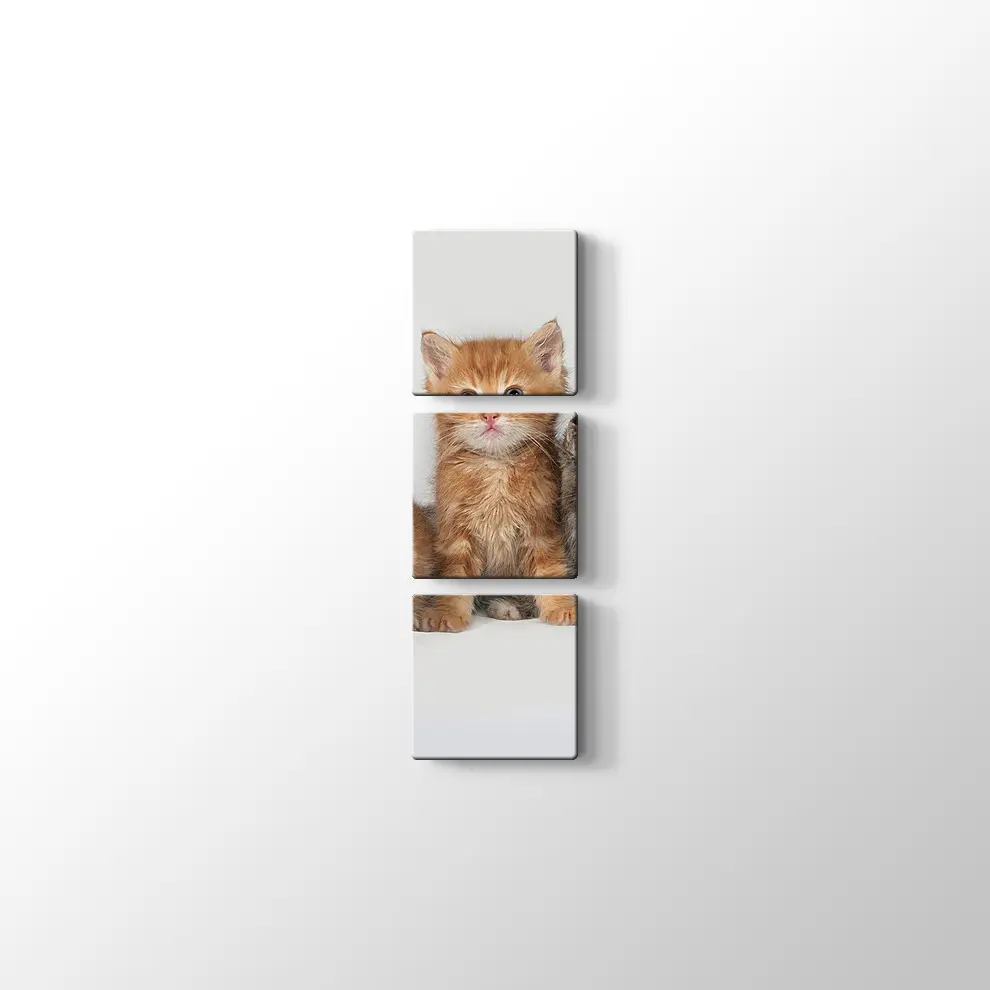 Kedi Yavruları Kanvas Tablo