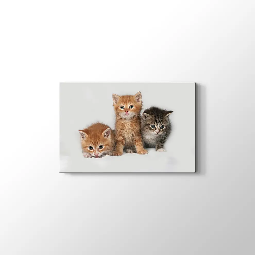 Kedi Yavruları Kanvas Tablo
