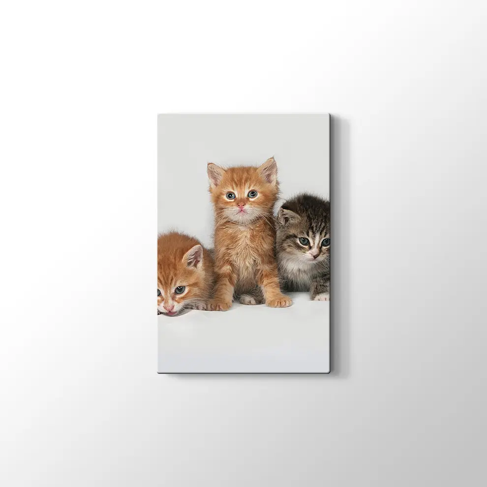 Kedi Yavruları Kanvas Tablo