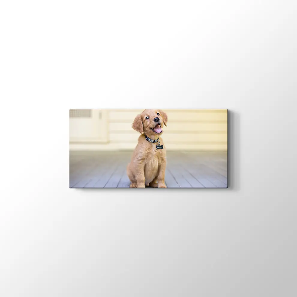 Sevimli Köpek Yavrusu Kanvas Tablo