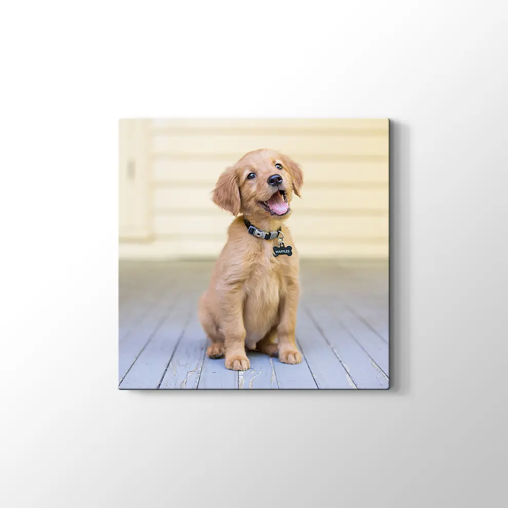 Sevimli Köpek Yavrusu Kanvas Tablo