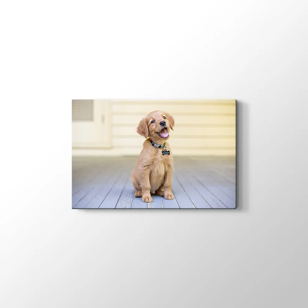 Sevimli Köpek Yavrusu Kanvas Tablo