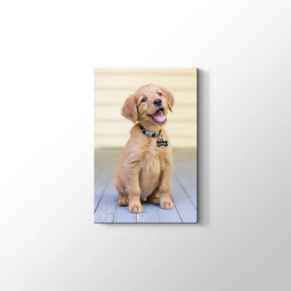 Sevimli Köpek Yavrusu Kanvas Tablo