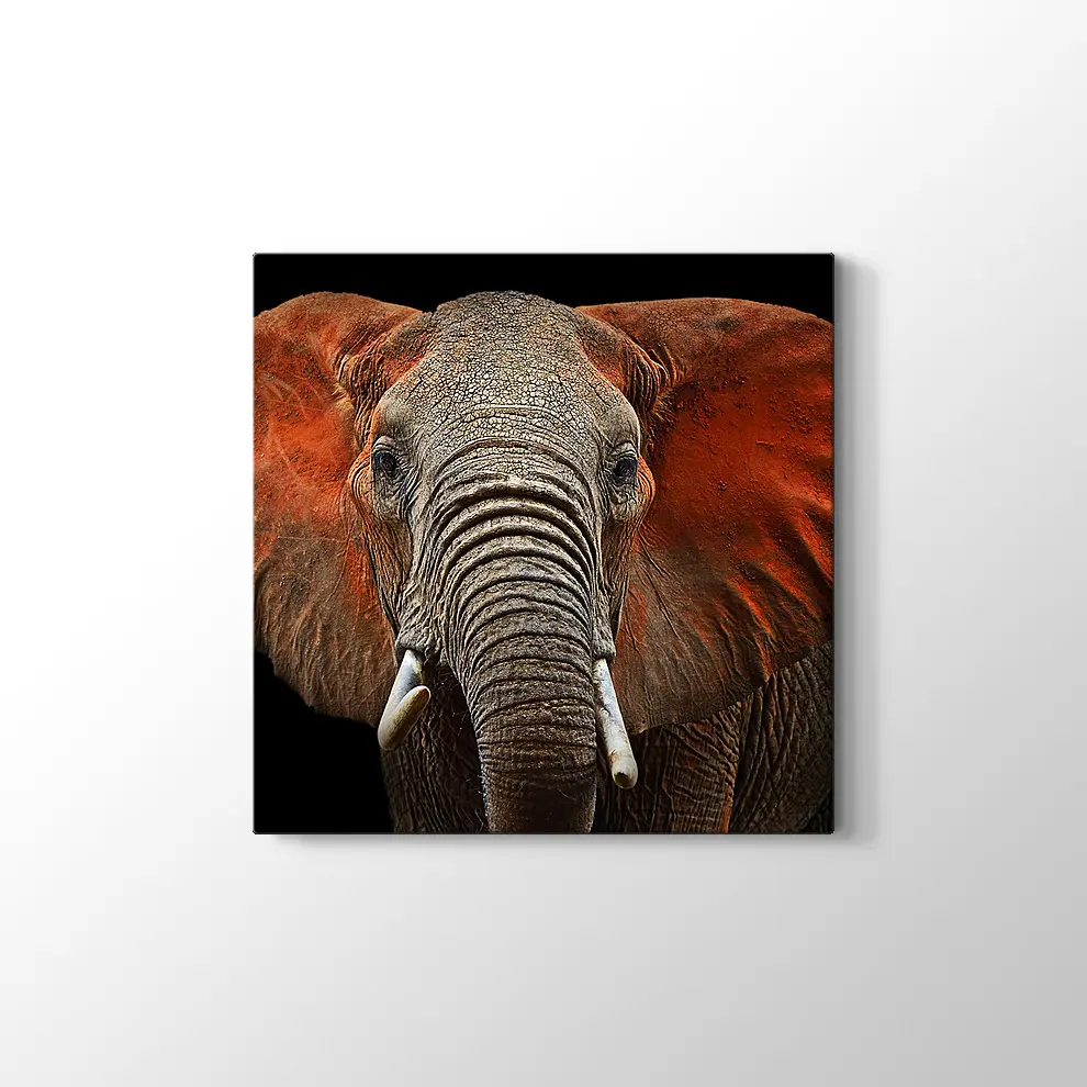 Afrika Fili Kanvas Tablo