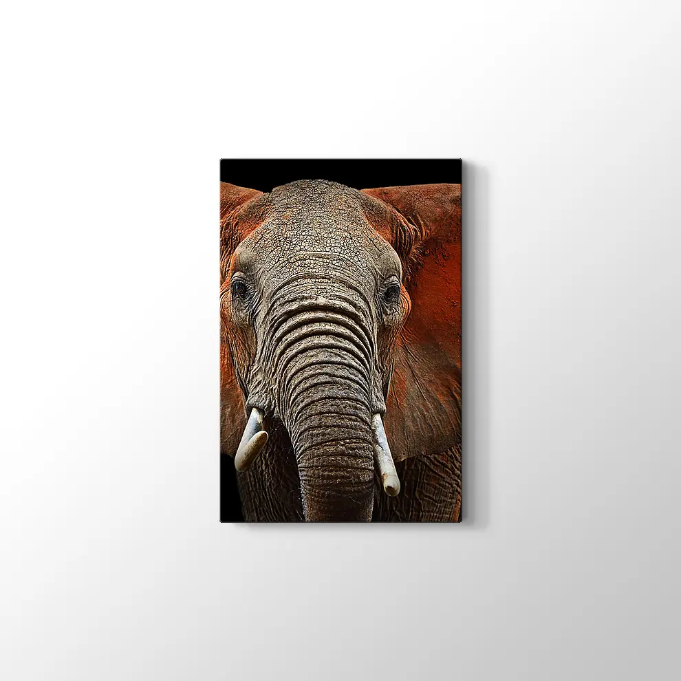 Afrika Fili Kanvas Tablo