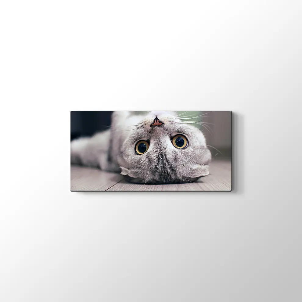 Scottish Fold Kedisi Kanvas Tablo