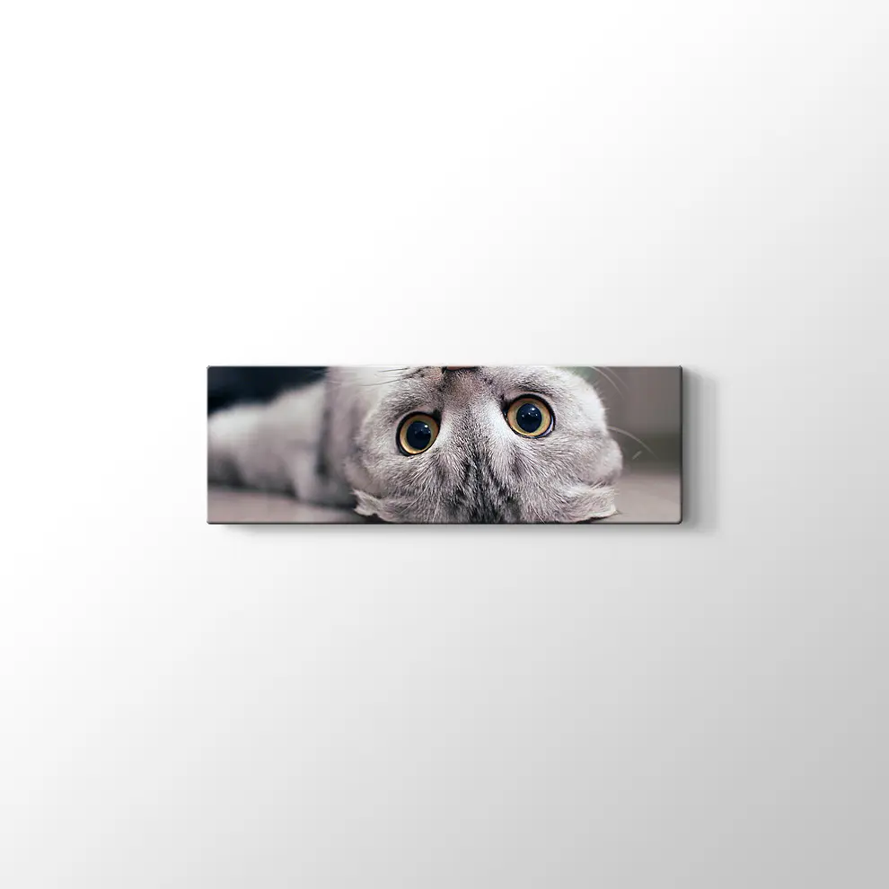 Scottish Fold Kedisi Kanvas Tablo