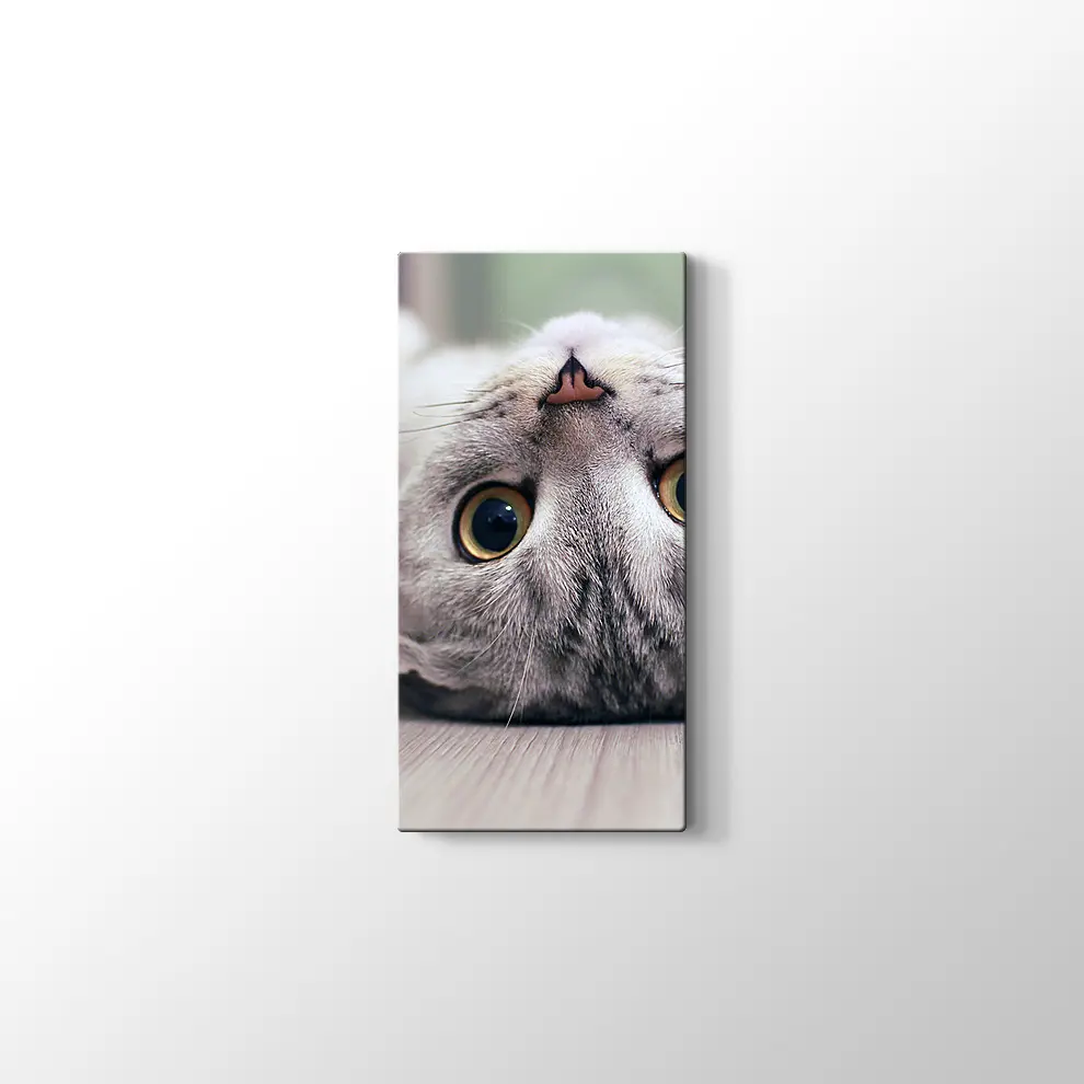 Scottish Fold Kedisi Kanvas Tablo