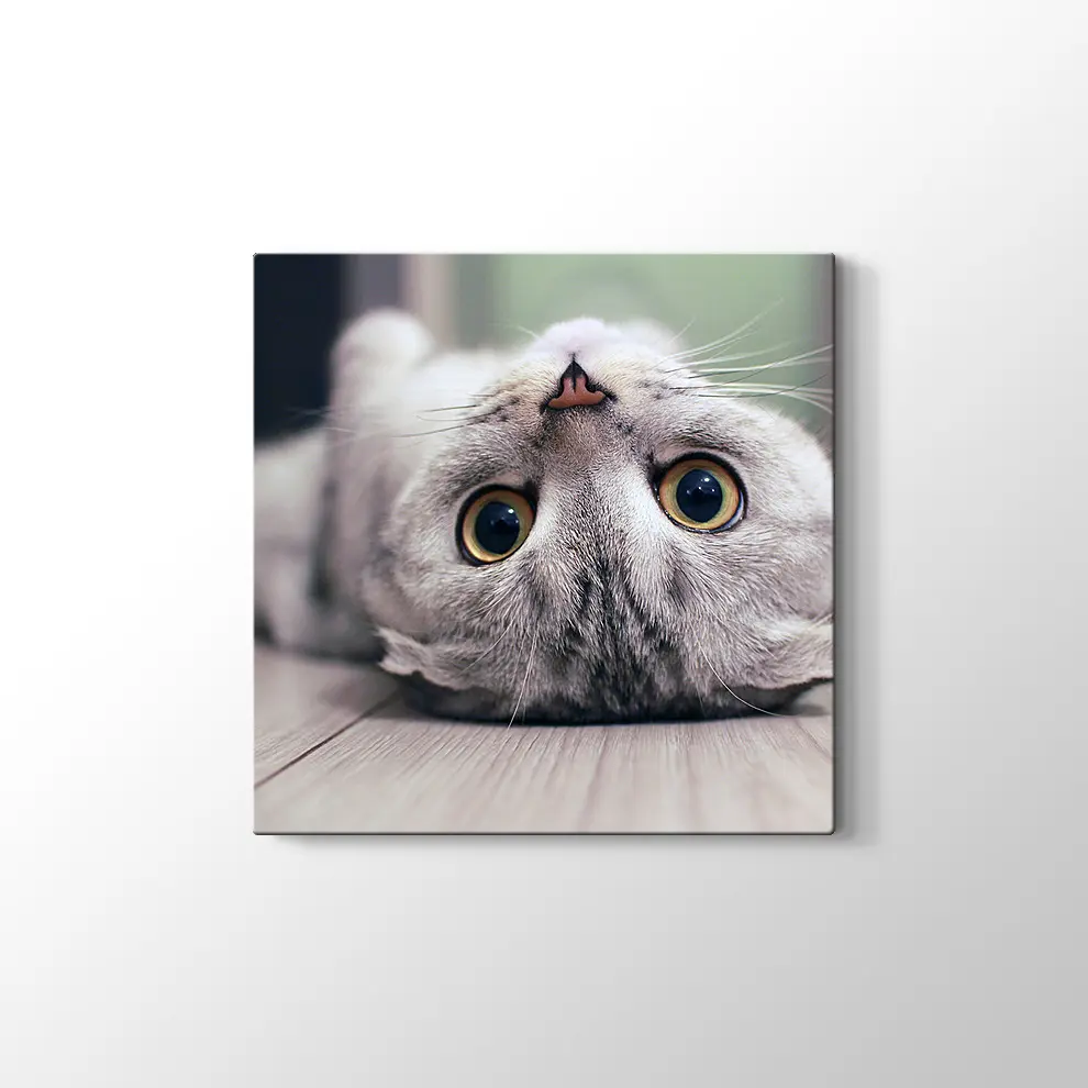 Scottish Fold Kedisi Kanvas Tablo