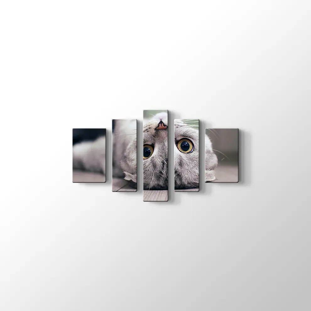 Scottish Fold Kedisi Kanvas Tablo