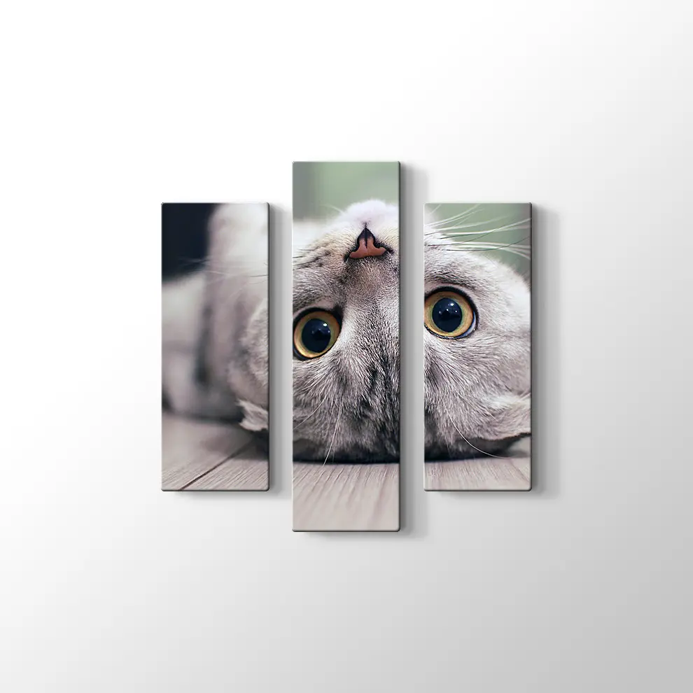 Scottish Fold Kedisi Kanvas Tablo