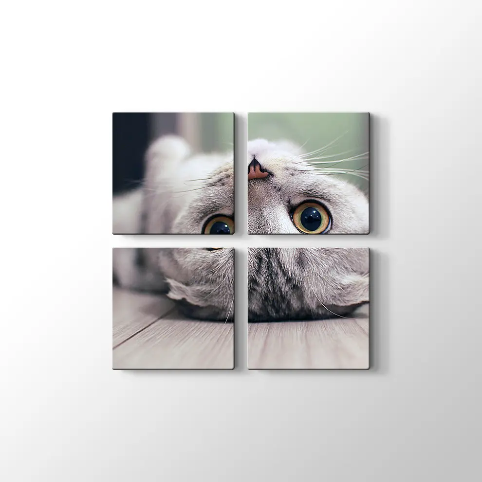 Scottish Fold Kedisi Kanvas Tablo