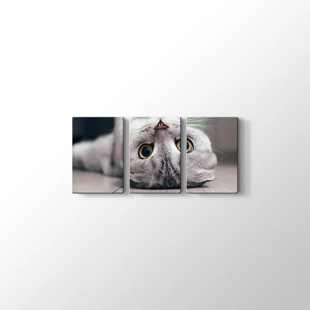 Scottish Fold Kedisi Kanvas Tablo