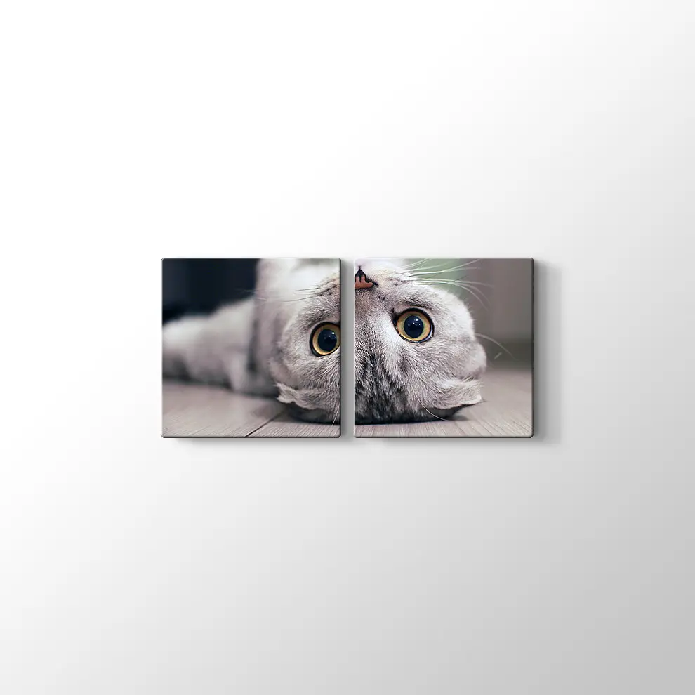 Scottish Fold Kedisi Kanvas Tablo