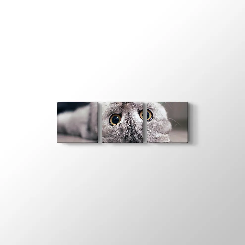 Scottish Fold Kedisi Kanvas Tablo