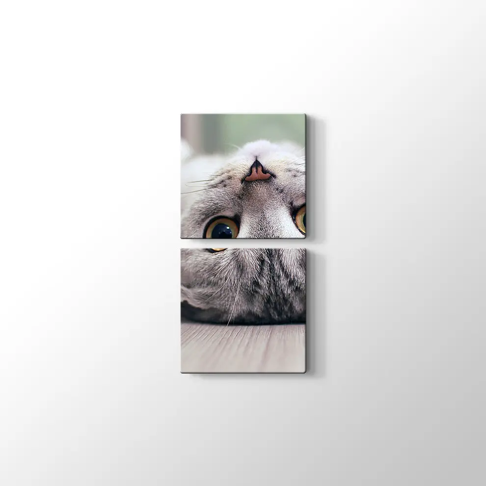 Scottish Fold Kedisi Kanvas Tablo