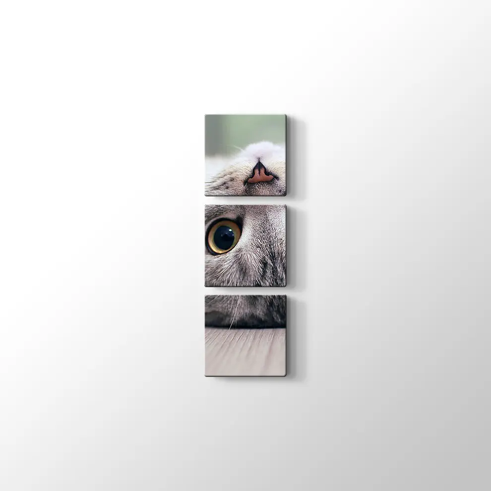 Scottish Fold Kedisi Kanvas Tablo
