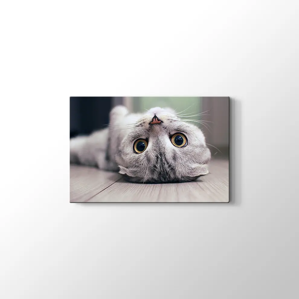 Scottish Fold Kedisi Kanvas Tablo