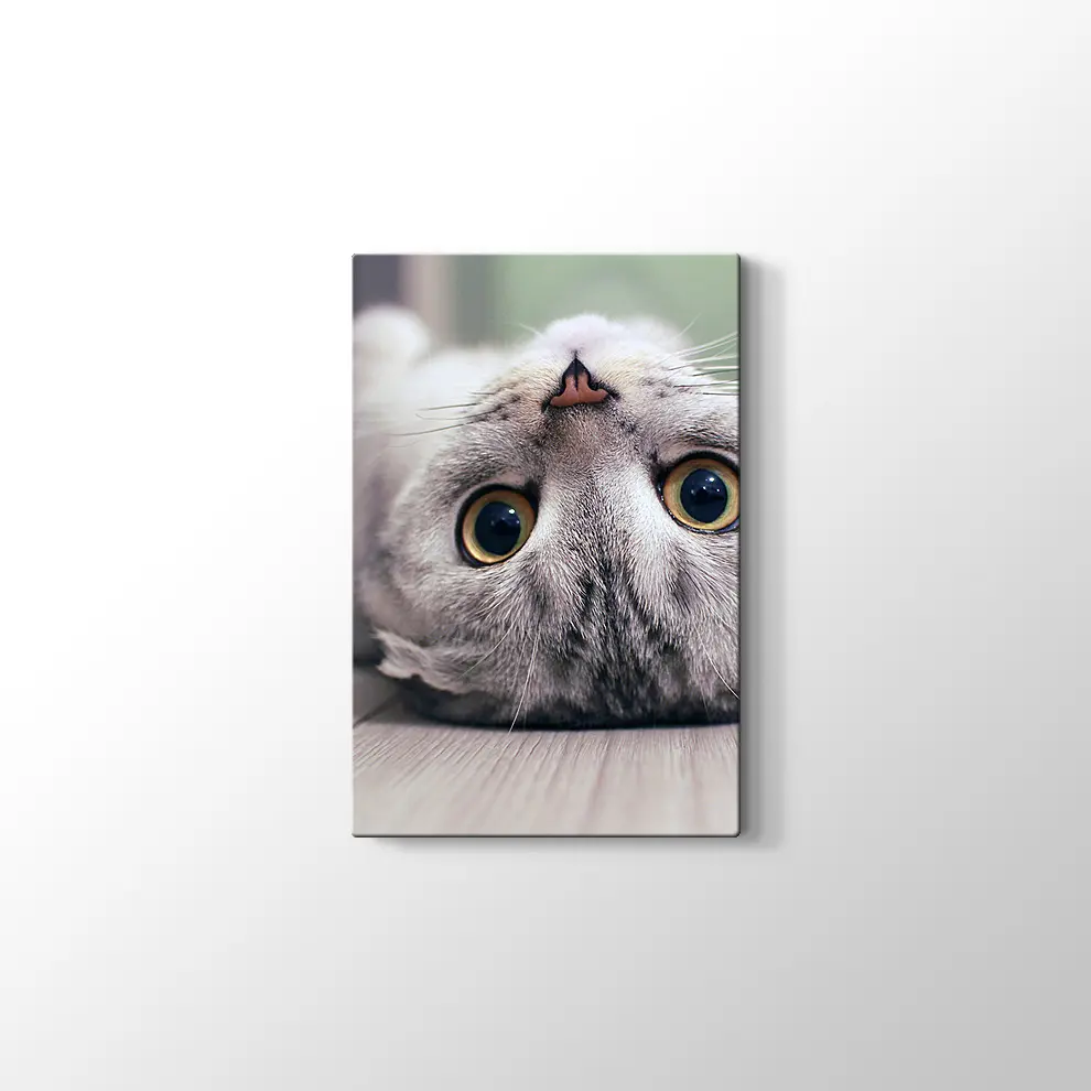 Scottish Fold Kedisi Kanvas Tablo